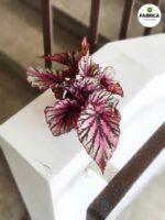 Begonia Rex LAMBADA - obrazek 3