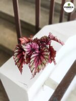 Begonia Rex LAMBADA - obrazek 6