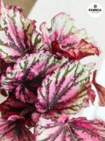 Begonia Rex LAMBADA - obrazek 5