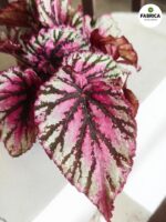 Begonia Rex LAMBADA - obrazek 4