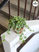 Bluszcz Hedera helix White Ripple - obrazek 2