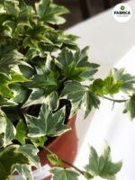 Bluszcz Hedera helix White Ripple - obrazek 5