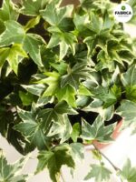 Bluszcz Hedera helix White Ripple - obrazek 4