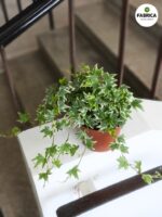 Bluszcz Hedera helix White Ripple