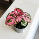 Caladium / Kaladium Purple Light