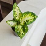 Dieffenbachia maculata S Amy