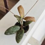Hoja / Hoya Sigillatis Round Leaf