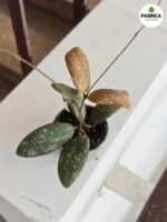 Hoja / Hoya Sigillatis Round Leaf