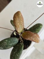 Hoja / Hoya Sigillatis Round Leaf - obrazek 4