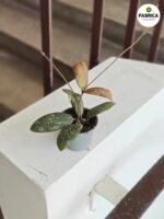 Hoja / Hoya Sigillatis Round Leaf - obrazek 3