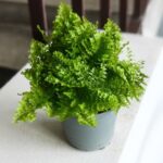 Nephrolepis exalatata COTTON CANDY - paprotka