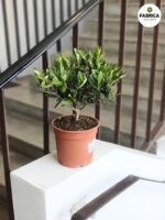 Oliwka europejska - Olea europaea drzewko - obrazek 2