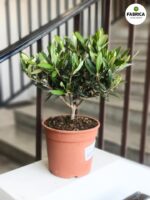 Oliwka europejska - Olea europaea drzewko