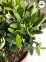 Oliwka europejska - Olea europaea drzewko - obrazek 5