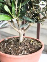 Oliwka europejska - Olea europaea drzewko - obrazek 4