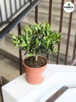 Oliwka europejska - Olea europaea drzewko - obrazek 3