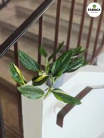 Philodendron 'Cobra' / Monstera Stadleyana M - obrazek 3