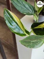 Philodendron 'Cobra' / Monstera Stadleyana M - obrazek 7