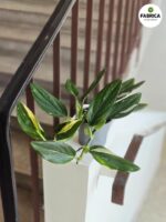 Philodendron 'Cobra' / Monstera Stadleyana M - obrazek 6