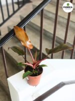 Filodendron / Philodendron Florida Bronze - obrazek 10