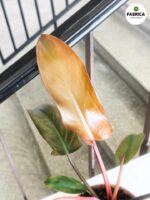 Filodendron / Philodendron Florida Bronze - obrazek 9