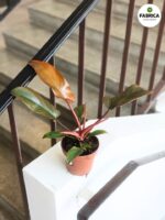 Filodendron / Philodendron Florida Bronze - obrazek 11