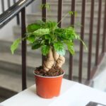 Radermachera sinica - "mandragora" z harrego pottera ;)