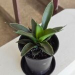 Sansevieria / Sansewieria Comet Amazon Green