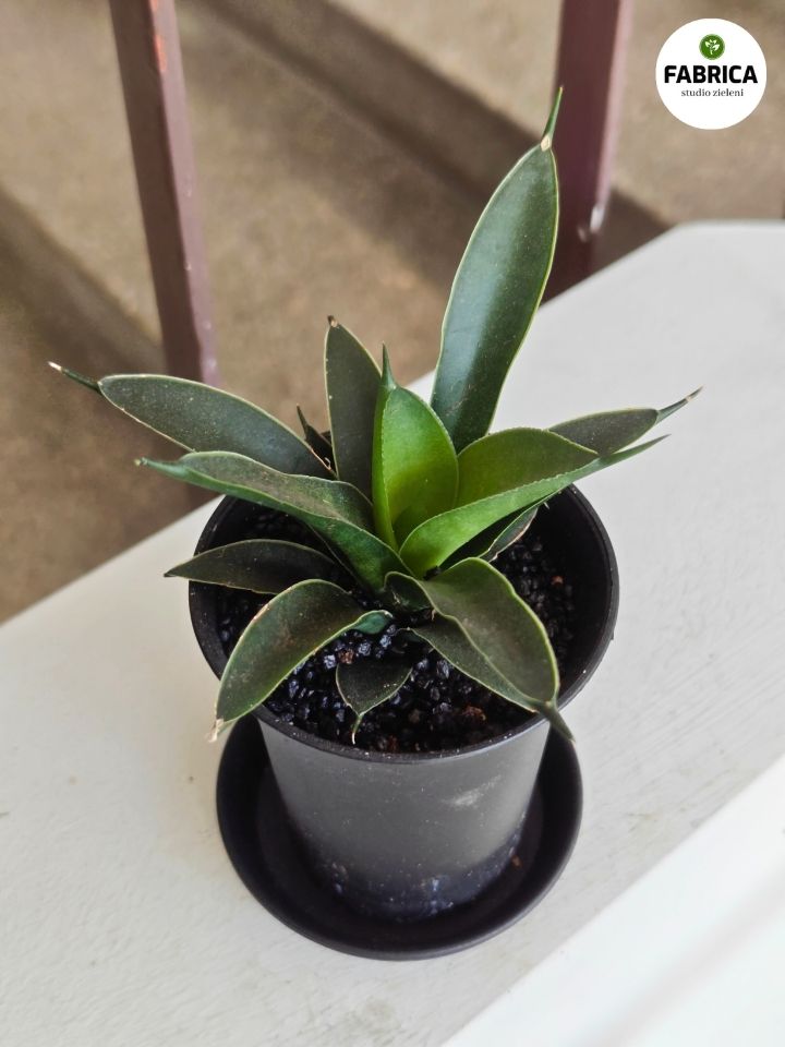 sansevieria comet amazon green (3)