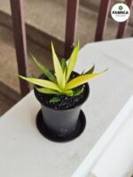 Sansevieria / Sansewieria Comet Chrysanta Lemon - obrazek 2
