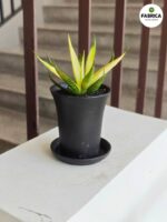 Sansevieria / Sansewieria Comet Chrysanta Lemon - obrazek 5