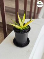 Sansevieria / Sansewieria Comet Chrysanta Lemon - obrazek 4