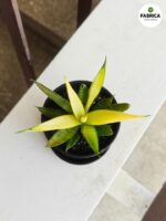 Sansevieria / Sansewieria Comet Chrysanta Lemon - obrazek 3