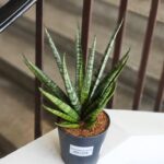 Sansevieria / Sansewieria Sem