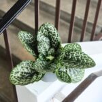 Streptocarpus Pretty Turtle - skrętnik