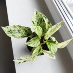 Epipremnum Snow Leopard - obrazek 9