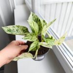 Epipremnum Snow Leopard - obrazek 6