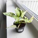 Epipremnum Snow Leopard - obrazek 7