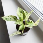 Epipremnum Snow Leopard - obrazek 8