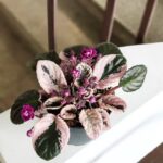 Fiołek afrykański HOVARIAGATA / Saintpaulia Variegata