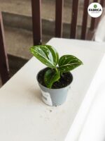 Aglaonema Toms Pride - obrazek 5
