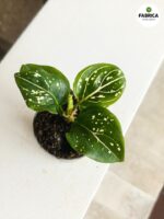 Aglaonema Toms Pride - obrazek 2