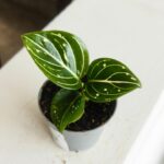 Aglaonema Toms Pride