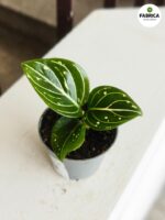 Aglaonema Toms Pride