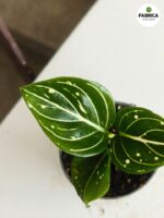 Aglaonema Toms Pride - obrazek 4