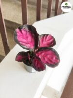 Calathea / Kalatea rosepicta S - obrazek 2