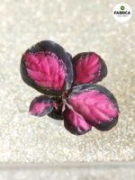 Calathea / Kalatea rosepicta S - obrazek 7