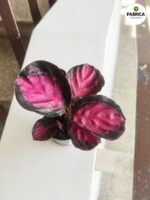 Calathea / Kalatea rosepicta S - obrazek 14