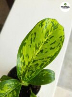 Dieffenbachia maculata Crocodile S - obrazek 4