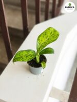 Dieffenbachia maculata Crocodile S - obrazek 2